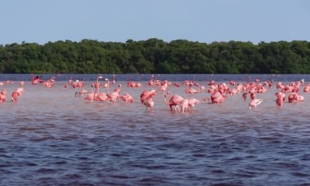 Celestún, Yucatán