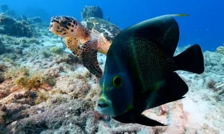 Akumal, Quintana Roo