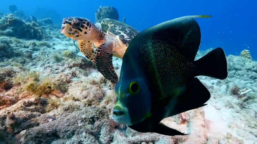 Akumal, Quintana Roo