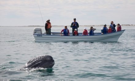 Vizcaíno, Baja California Sur