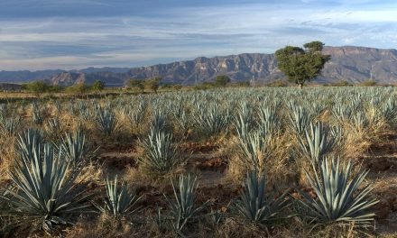 Tequila Jalisco