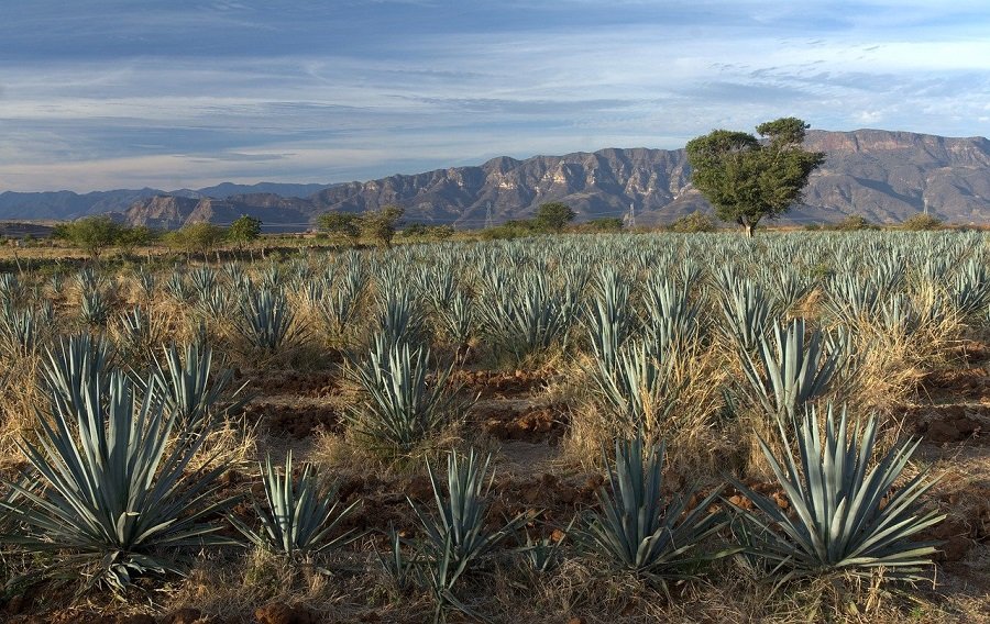 Tequila Jalisco