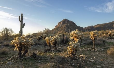 Desierto de Sonora, Sonora