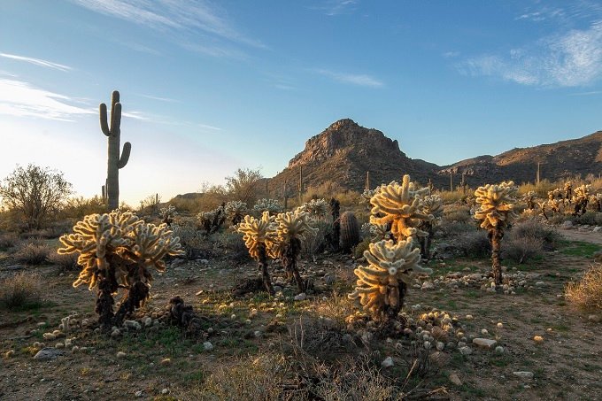 Desierto de Sonora, Sonora